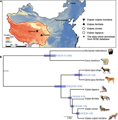 Comparative transcriptomics of high-altitude Vulpes and their low-altitude relatives